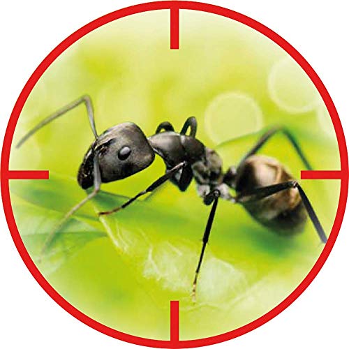 Ameisenspray Substral gebrauchsfertiges Kontaktspray, 750 ml
