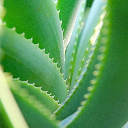 Aloe-vera-Pflanze Dominik Blumen und Pflanzen, Echte Aloe Vera