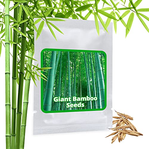 Bambus-Samen Magic of Nature Riesenbambus, ca. 60 Samen