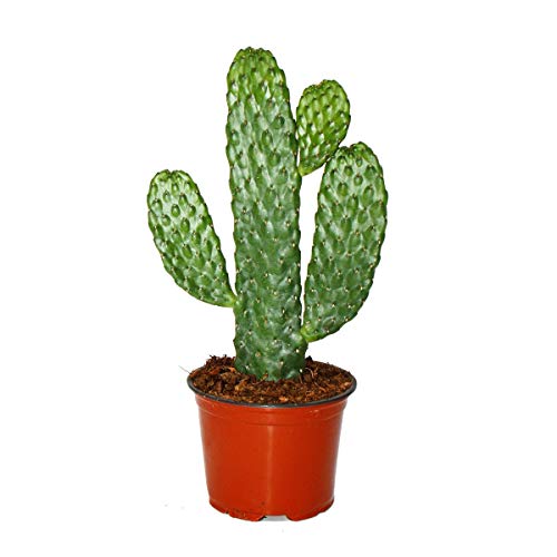 Die beste kaktus exotenherz road kill consolea rubescens 12cm topf Bestsleller kaufen