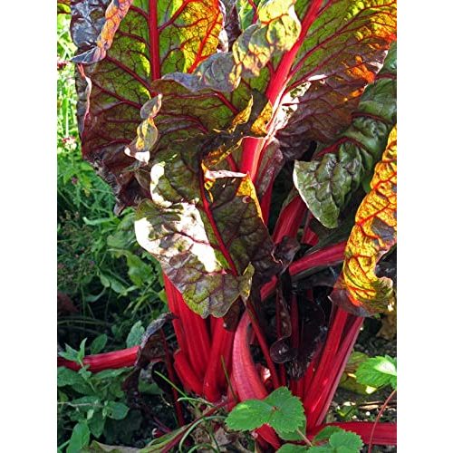 Mangold-Samen Magic Garden Seeds Roter Mangold ‘Vulkan’