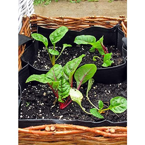 Mangold-Samen Magic Garden Seeds Roter Mangold ‘Vulkan’