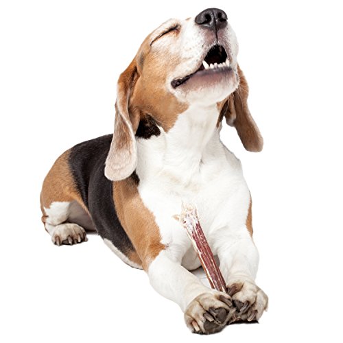 Ochsenziemer Natural Dog Treats 15 cm für Hunde, 5 Stück