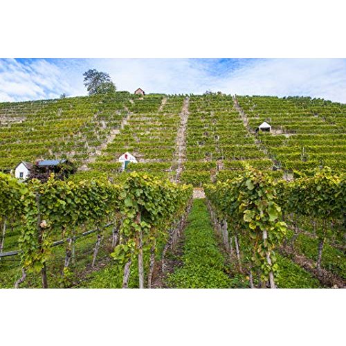 Schwarzriesling Württemberger Wein QW halbtrocken 1,0l