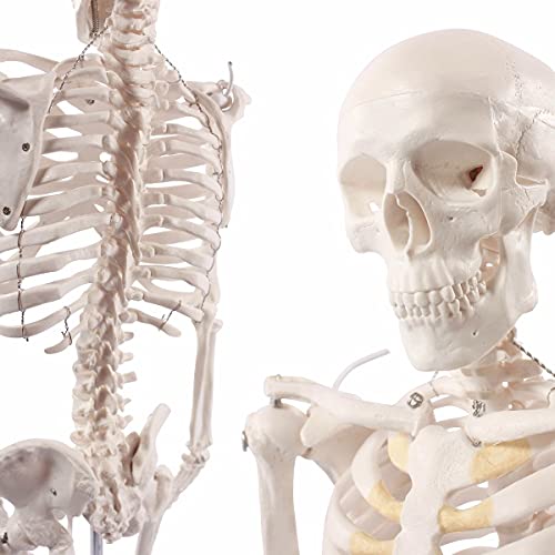 Die beste anatomie skelett cranstein scientific cranstein a 117 mini skelett Bestsleller kaufen