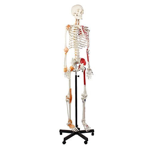 Die beste anatomie skelett cranstein scientific cranstein a 125 skelett Bestsleller kaufen