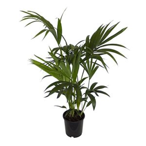 Kentia-Palme Dominik Blumen und Pflanzen, Howea forsteriana