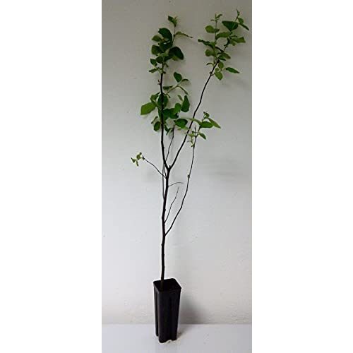 Quitten-Baum Green Future Pflanzenhandel Cydonia oblonga