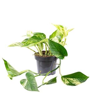Efeu-Pflanze FLOWERBOX Efeutute – echte Zimmerpflanze, Epipremnum