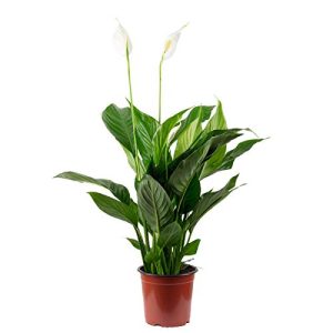 Pflanzen für dunkle Räume Flowerbox Einblatt 3-5 Blüten/Knospen