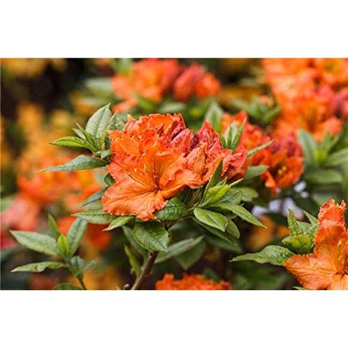 Die beste rhododendron orange plantapro rhododendron lut fireball Bestsleller kaufen