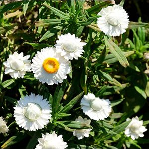 Strohblumen-Samen Samen Schenker Strohblumen Weiß